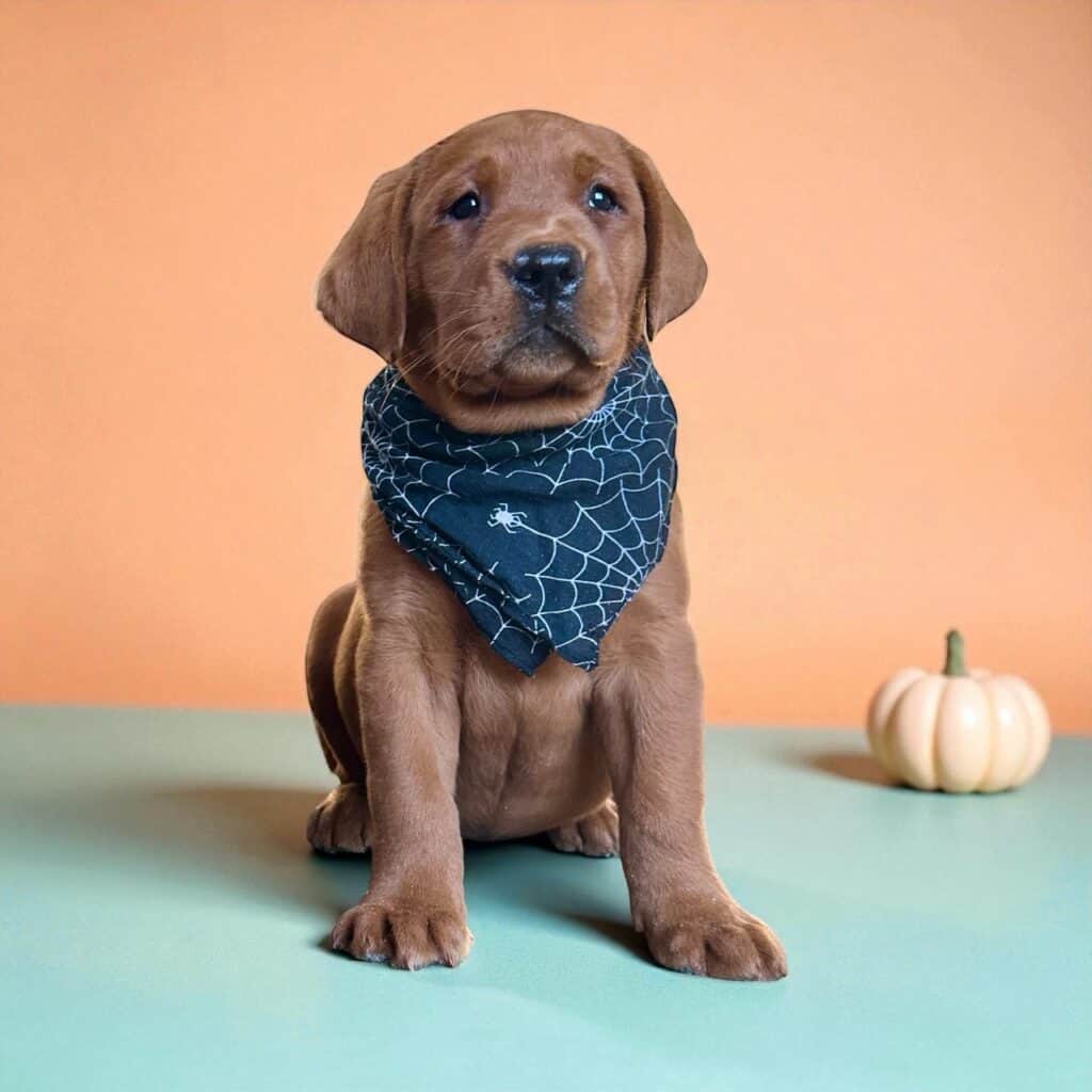 Ember Fox Red Female- Available Today!