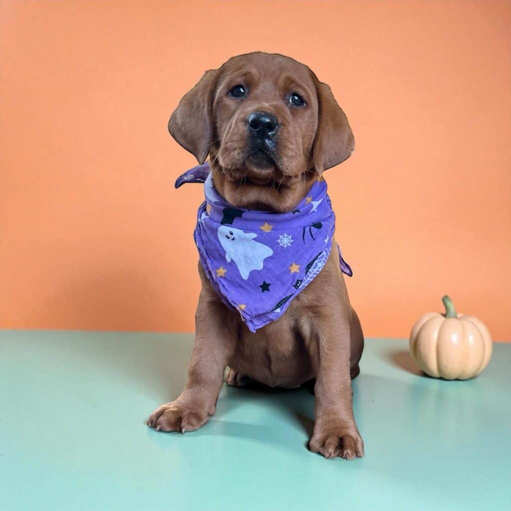 Maple- Fox Red Female- Available Today