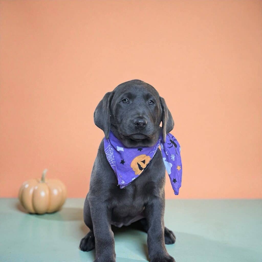 Stormy-Charcoal Female- Available Today