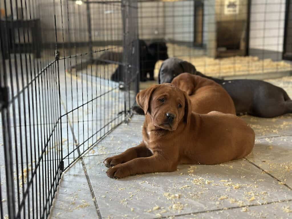 Maple- Fox Red Female- Available Today