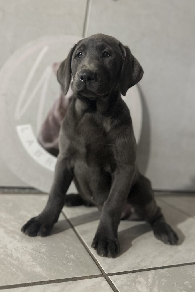 Stormy-Charcoal Female- Available Today