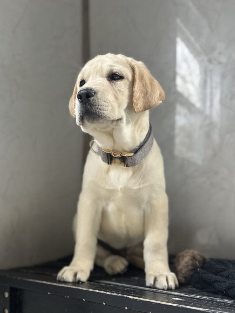 Summit- White Male - Available Today