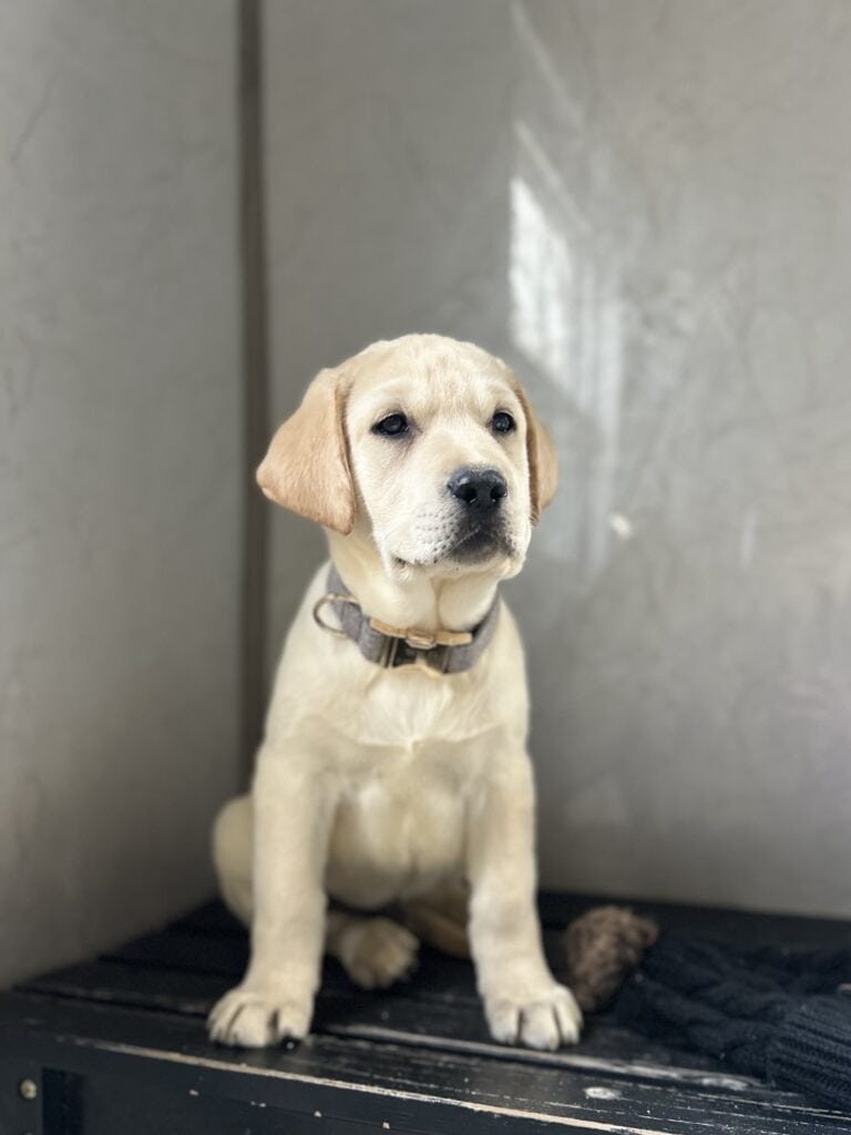 Summit- White Male - Available Today