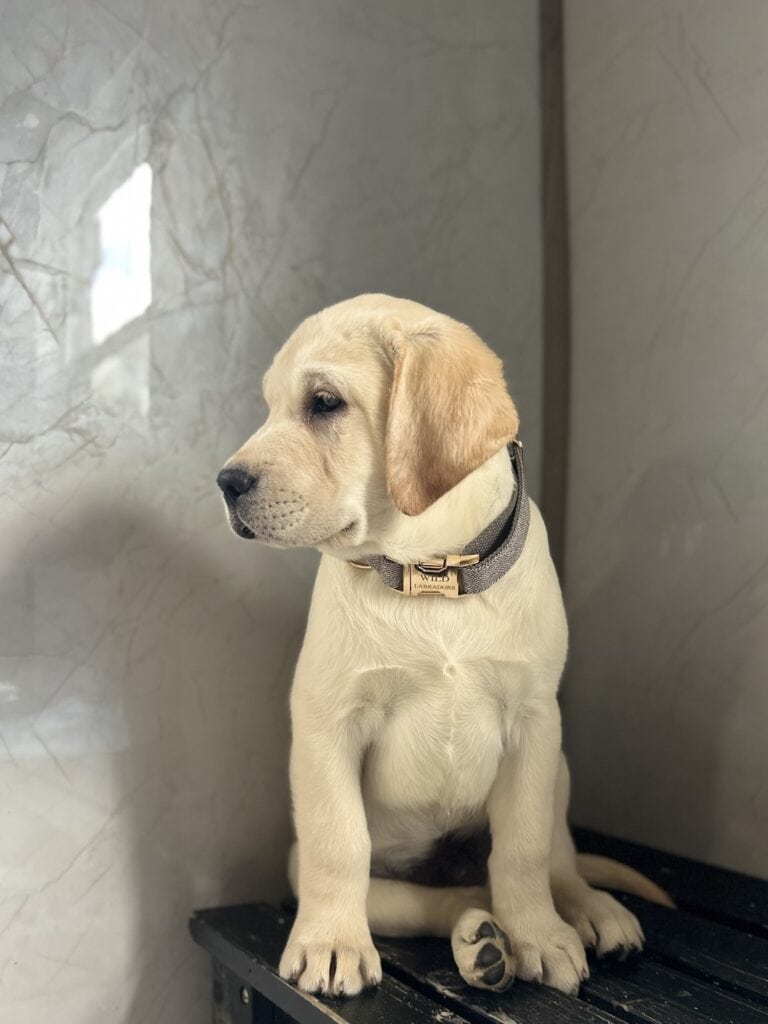 Zeke-  White Male - Available Today