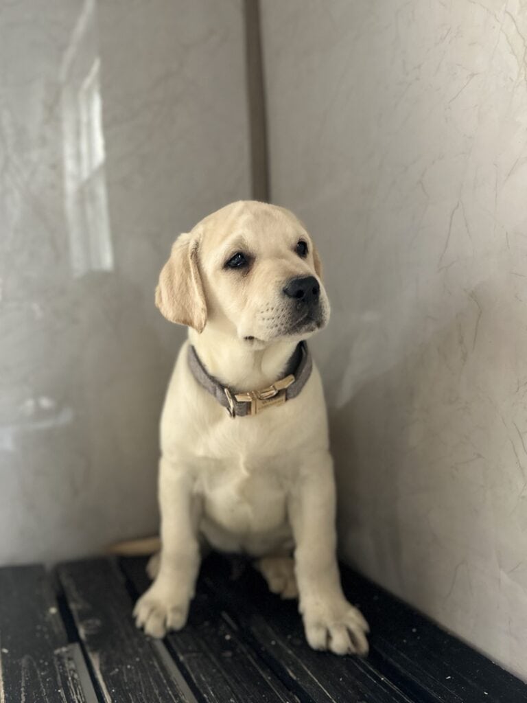 Ben- White Male- Available Today