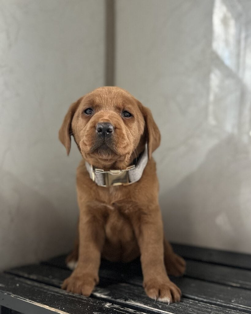 Pies- Fox Red Female - 2nd Pick of 2 - Last available