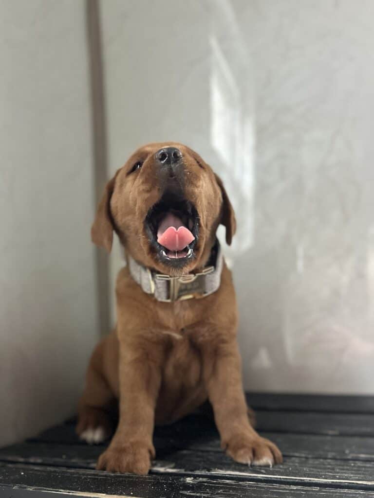 Pies- Fox Red Female - 2nd Pick of 2 - Last available