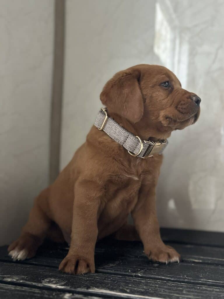 Pies- Fox Red Female - 2nd Pick of 2 - Last available