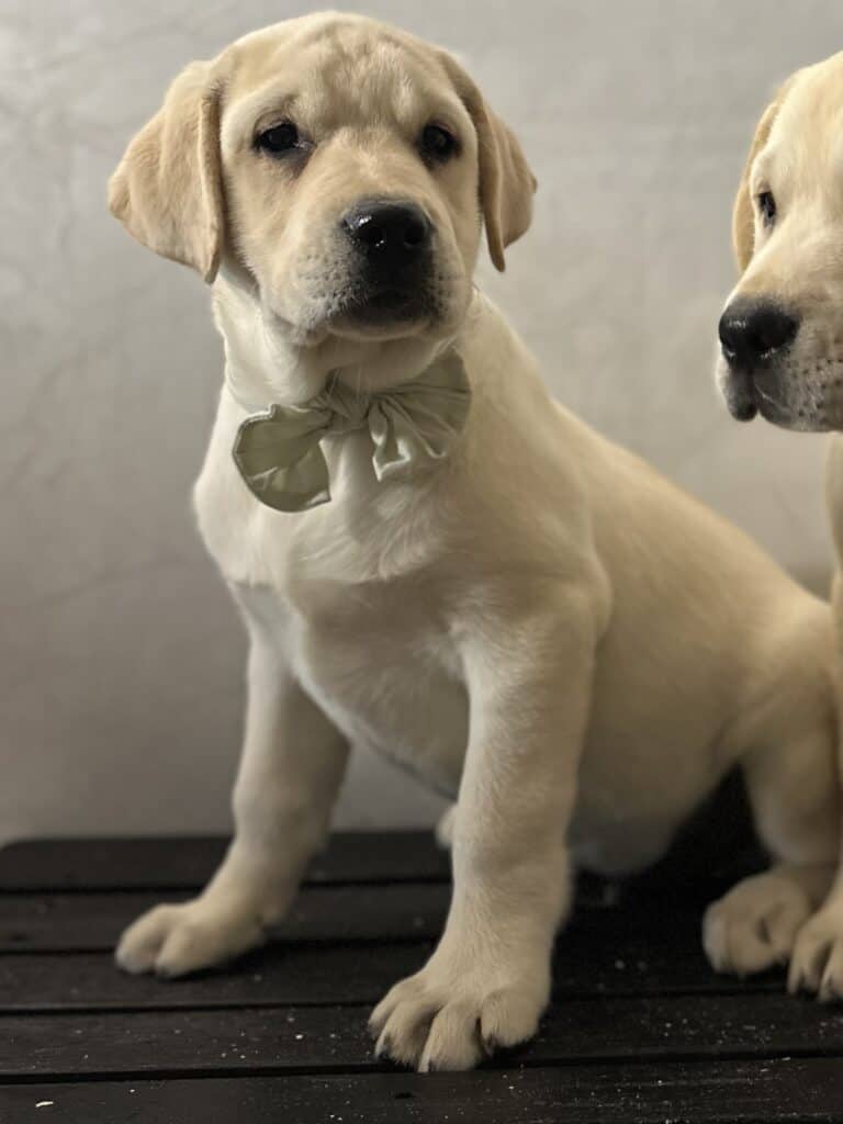 Ben- White Male- Available Today