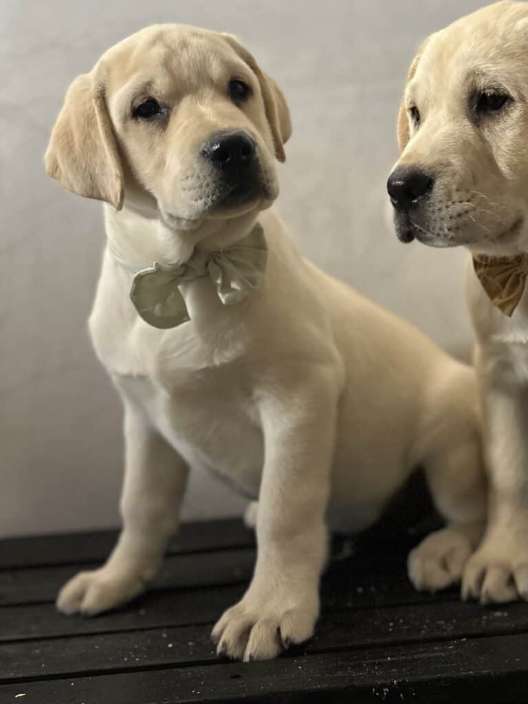 Ben- White Male- Available Today