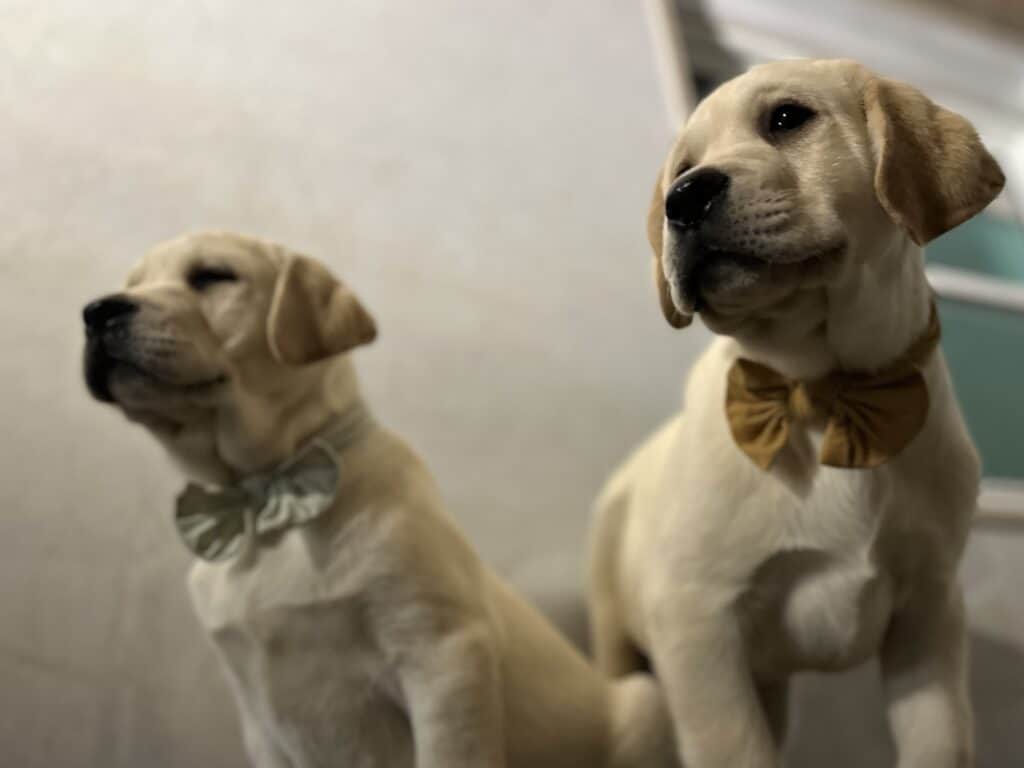 Ben- White Male- Available Today