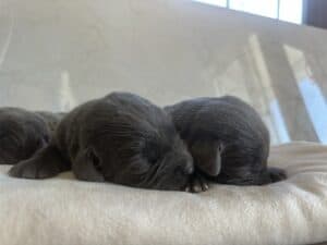 Reservation: Charcoal Female – 2nd Pick (4 Available)