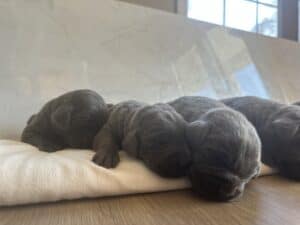 Reservation: Charcoal Female – 3rd Pick (4 Available)