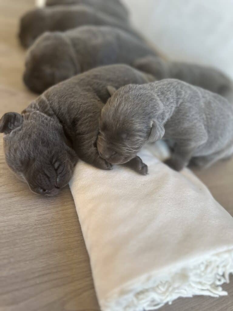 Reservation: Charcoal Female - 1st Pick (4 Available)