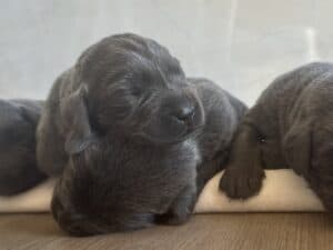 Reservation: Charcoal Female – 4th Pick (4 Available)