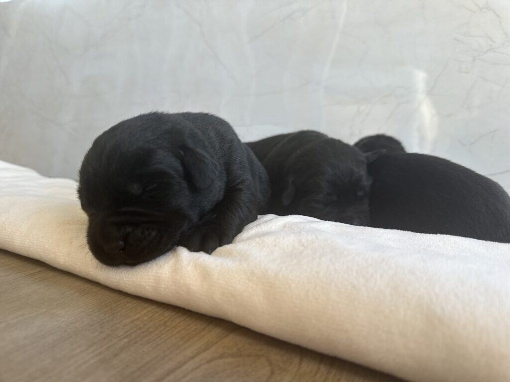 Reservation: Black Male – 1st Pick (3 Available)