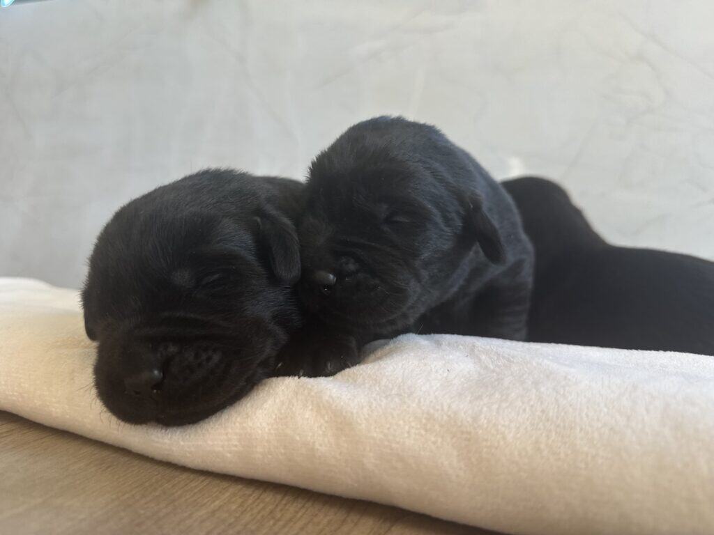 Reservation: Black Male – 2nd Pick (3 Available)