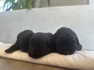 Reservation: Black Male – 3rd Pick (3 Available)