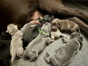 Silver, chocolate, black and charcoal Labrador puppies