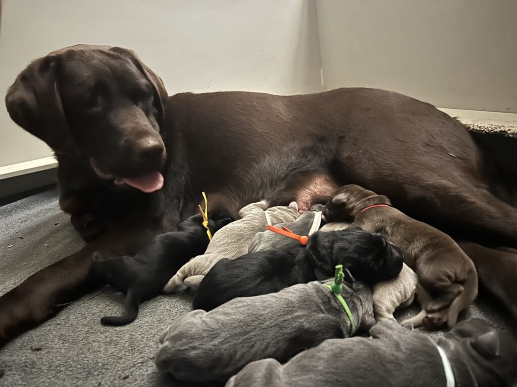 Chocolate Labrador with puppies