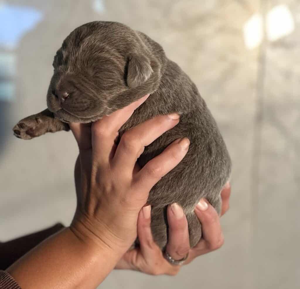 Ready January 22nd - Ruffles Silver female 1st pick (2 Available)