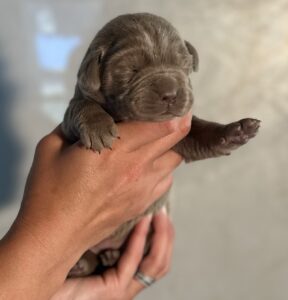 Ruffles Silver Female 2nd Pick of 2