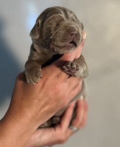 Ruffles Silver Female 2nd Pick of 2