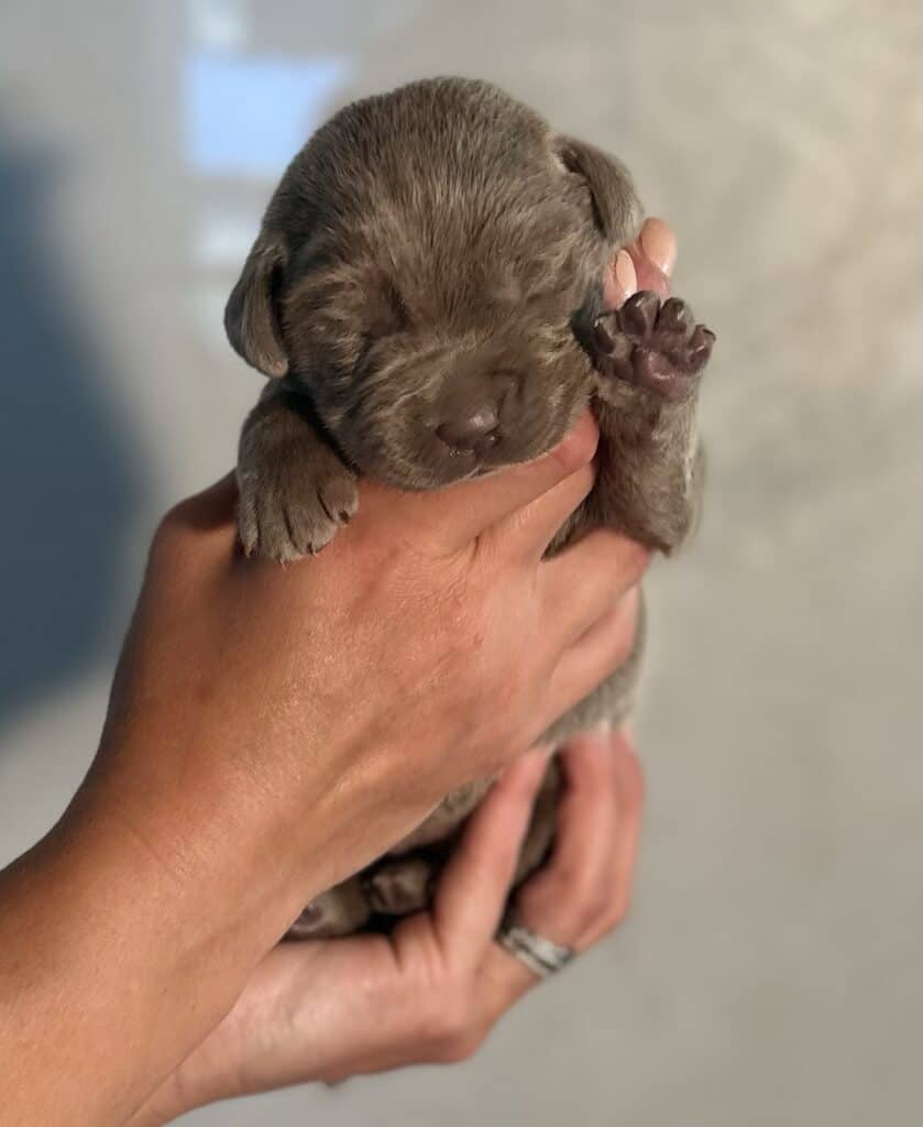 Ready January 22nd - Ruffles Silver female 2nd pick (2 Available)