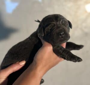 Nova- Charcoal Female-Ready January 25th