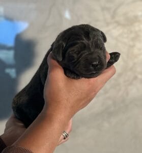 Nova- Charcoal Female-Ready January 25th