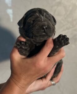 Ruffles Charcoal Male 2nd pick of 2