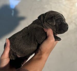 Ruffles Charcoal Male 2nd pick of 2