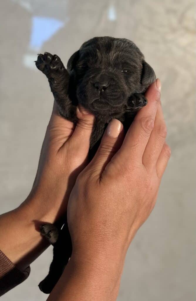 Ready January 22nd - Ruffles Charcoal Male 1st pick (2 Available)