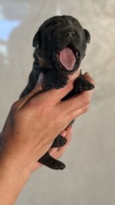 Ruffles Charcoal Male 1st pick of 2