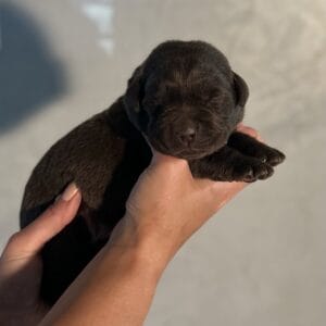 Ruffles Chocolate Female