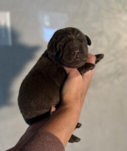 Ruffles Chocolate Female