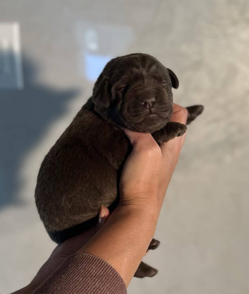 Ready January 22nd - Ruffles Chocolate Female