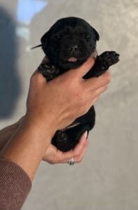 Ruffles Black Male 1st pick of 2