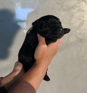 Ruffles Black Male 1st pick of 2