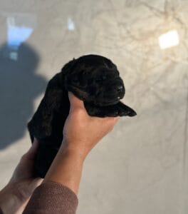 Ruffles Black Male 2nd pick of 2