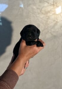 Ready January 22nd – Ruffles Black Male 2nd pick (2 Available)