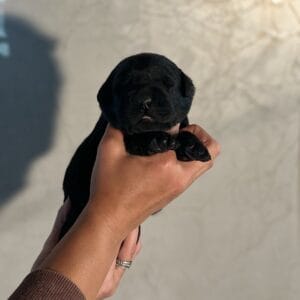 Black Puppy