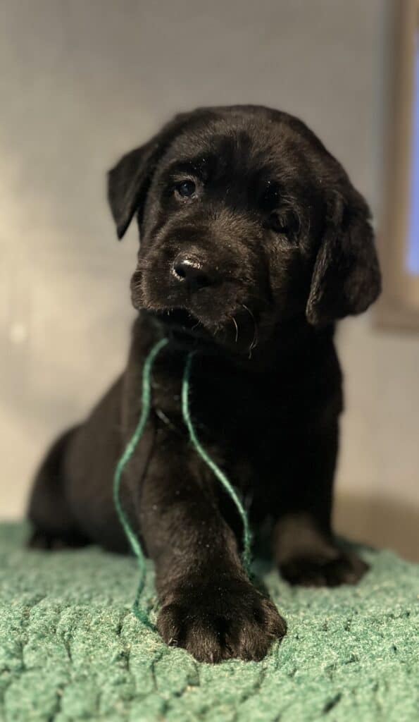 Reservation: Black Male – 3rd Pick (3 Available)