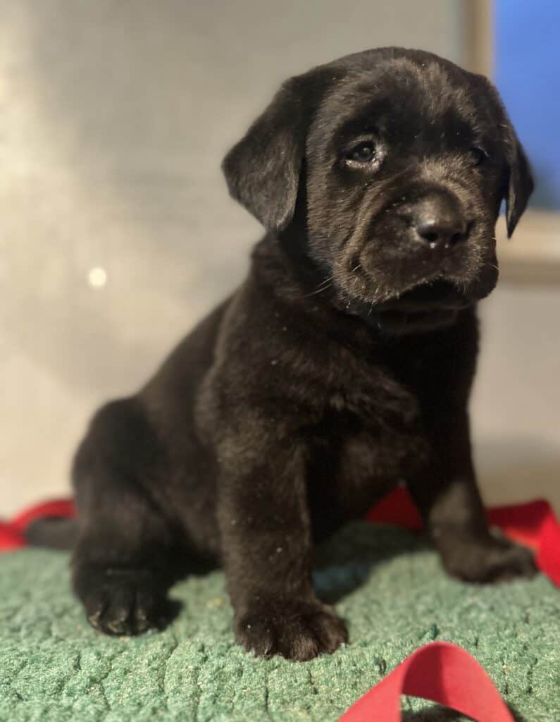 Reservation: Black Male – 3rd Pick (3 Available)