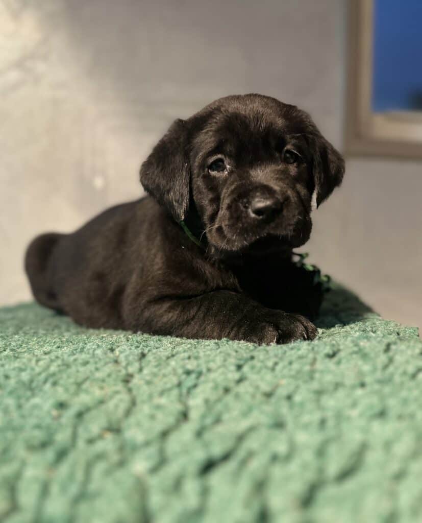 Reservation: Black Male – 3rd Pick (3 Available)