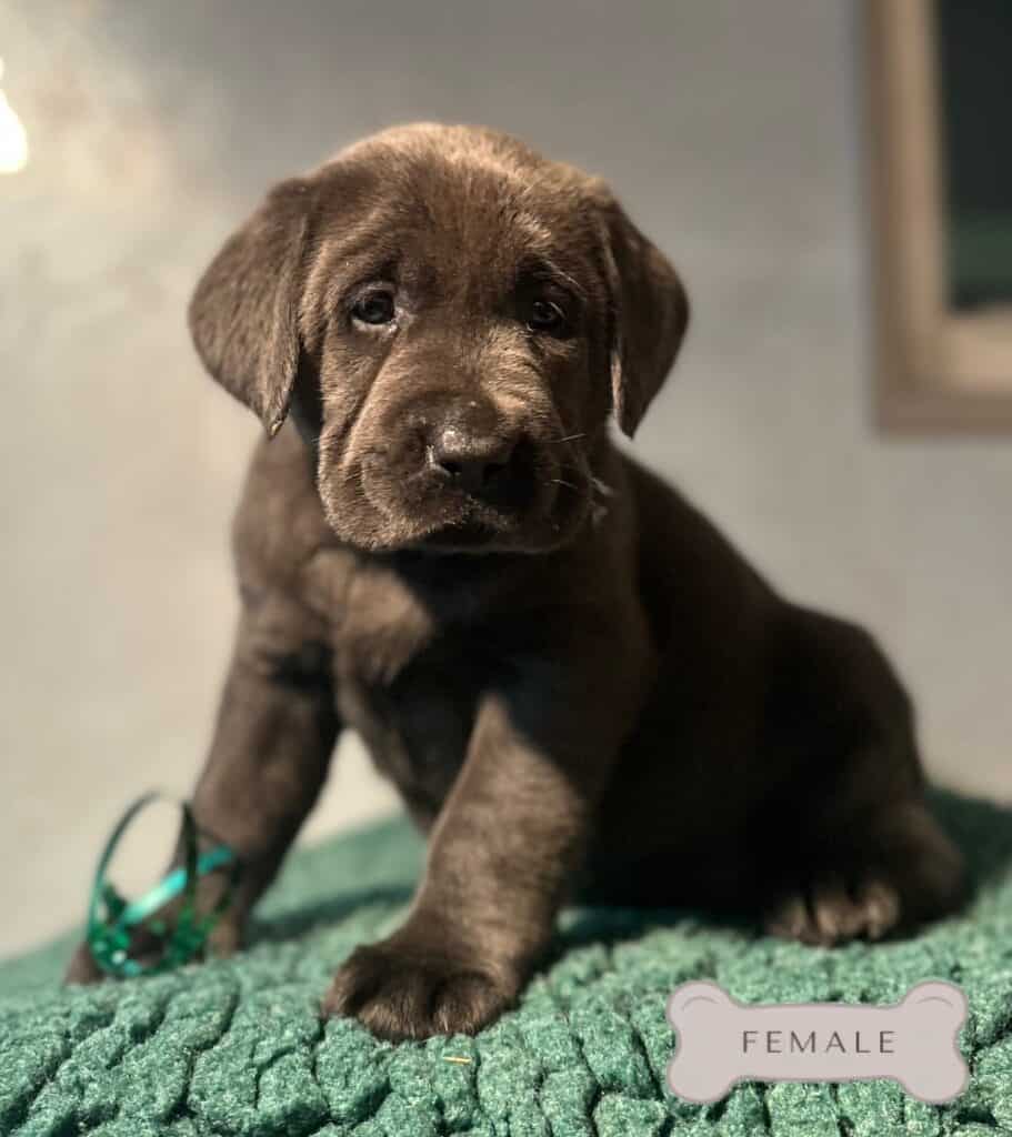Ready January 3rd- Charcoal Female - 4th Pick (4 Available)