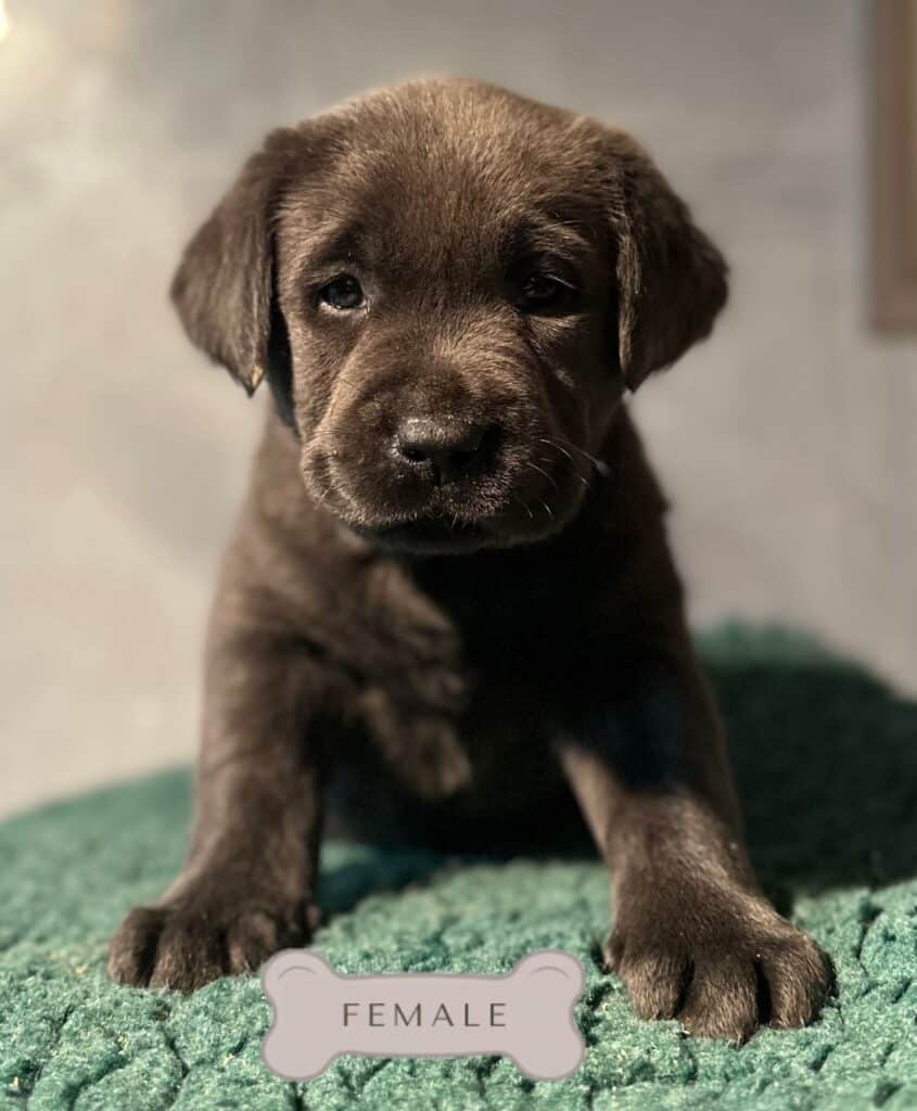 Ready January 3rd- Charcoal Female - 4th Pick (4 Available)