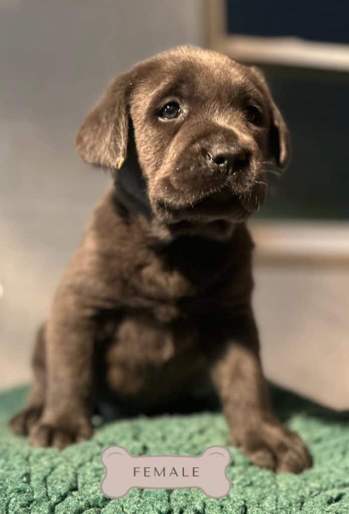 Ready January 3rd- Charcoal Female - 4th Pick (4 Available)