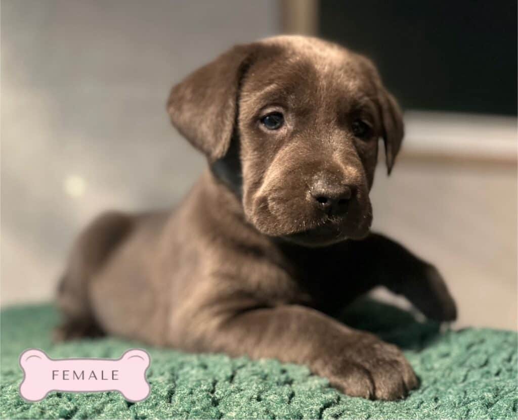 Ready January 3rd- Charcoal Female - 2nd Pick (4 Available)