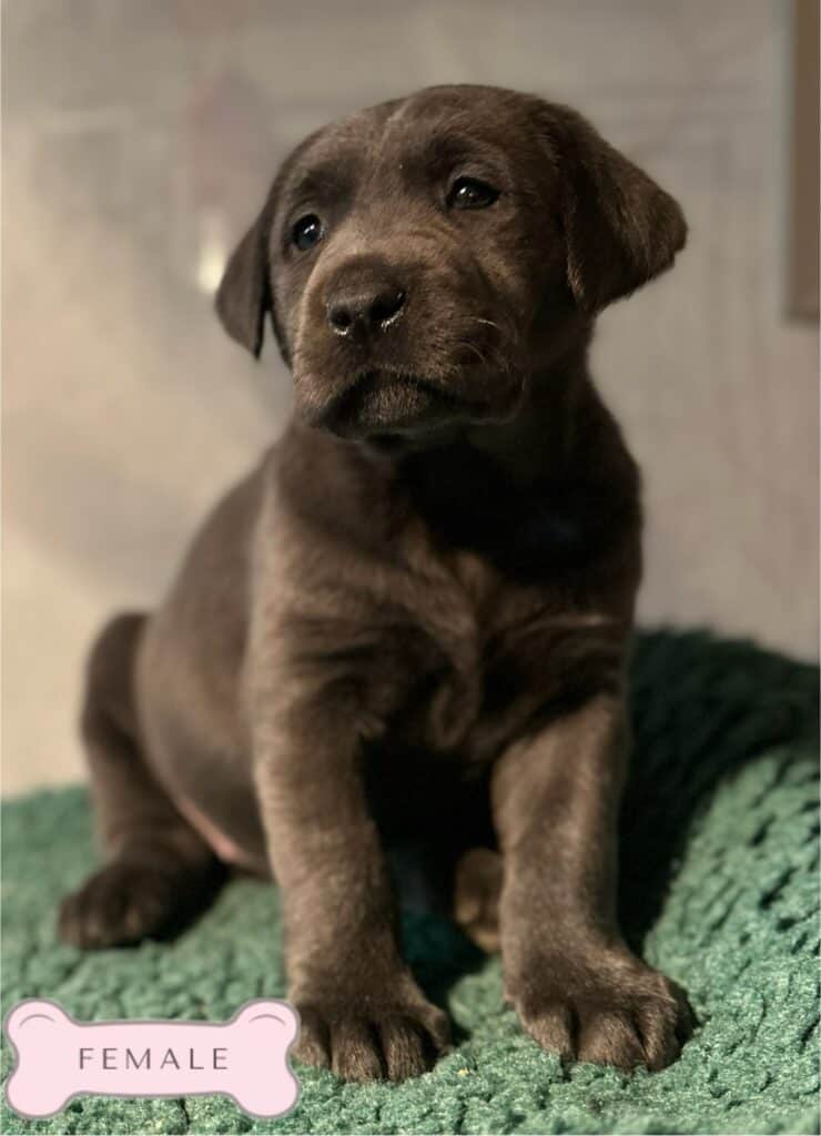 Ready January 3rd- Charcoal Female - 2nd Pick (4 Available)